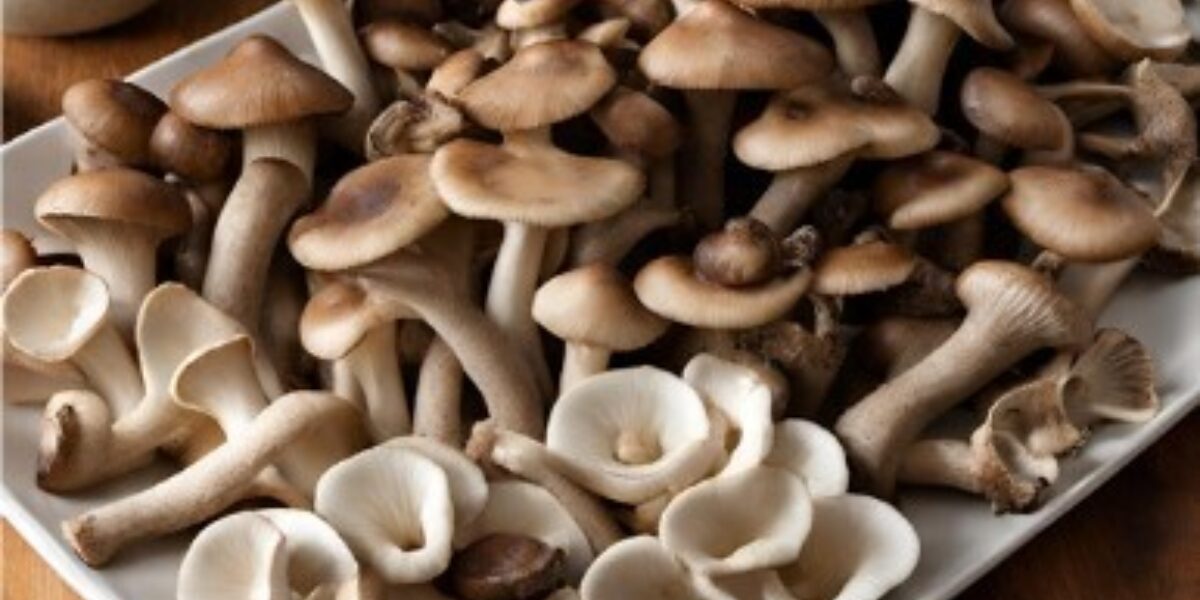 Fo F Mushrooms