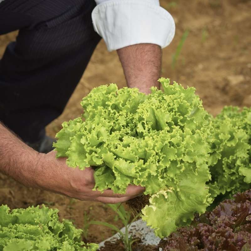 Homegrown Lettuce