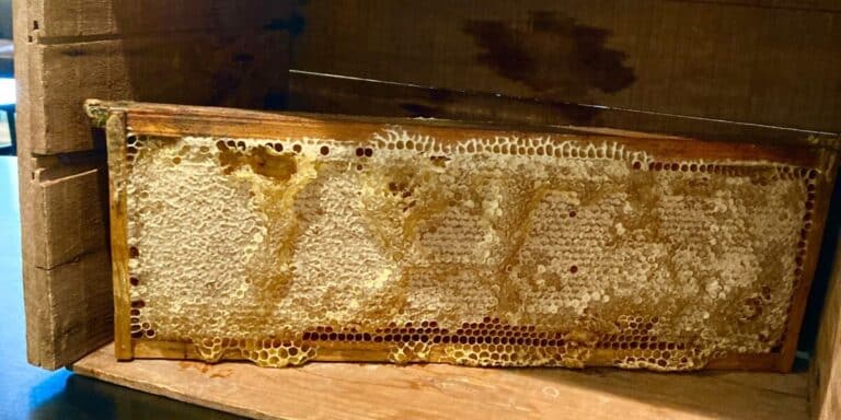 FM ON DEMAND WITH TARA FITZPATRICK: BEEKEEPING CHEF BRINGS BUZZY MENU TO IBM’S CONFERENCE CENTER